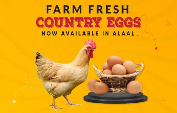 Country Eggs(Pack of 6)